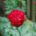 papaver-300x200